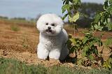 BICHON FRISE 008